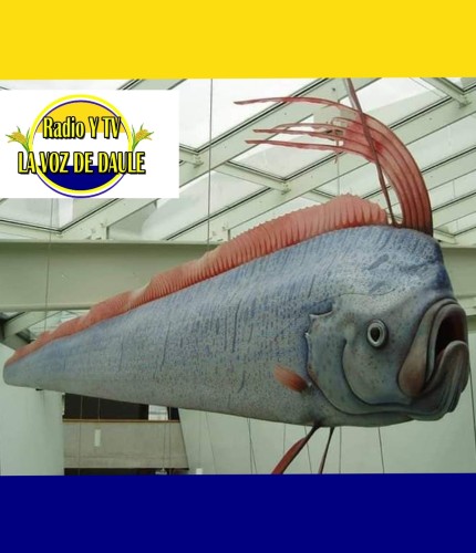 ATENTO ECUADOR EL PEZ REMO Y SU RELACIÓN SISMICA