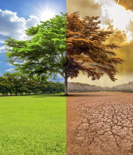 EFECTOS DE LOS CAMBIOS CLIMÁTICOS